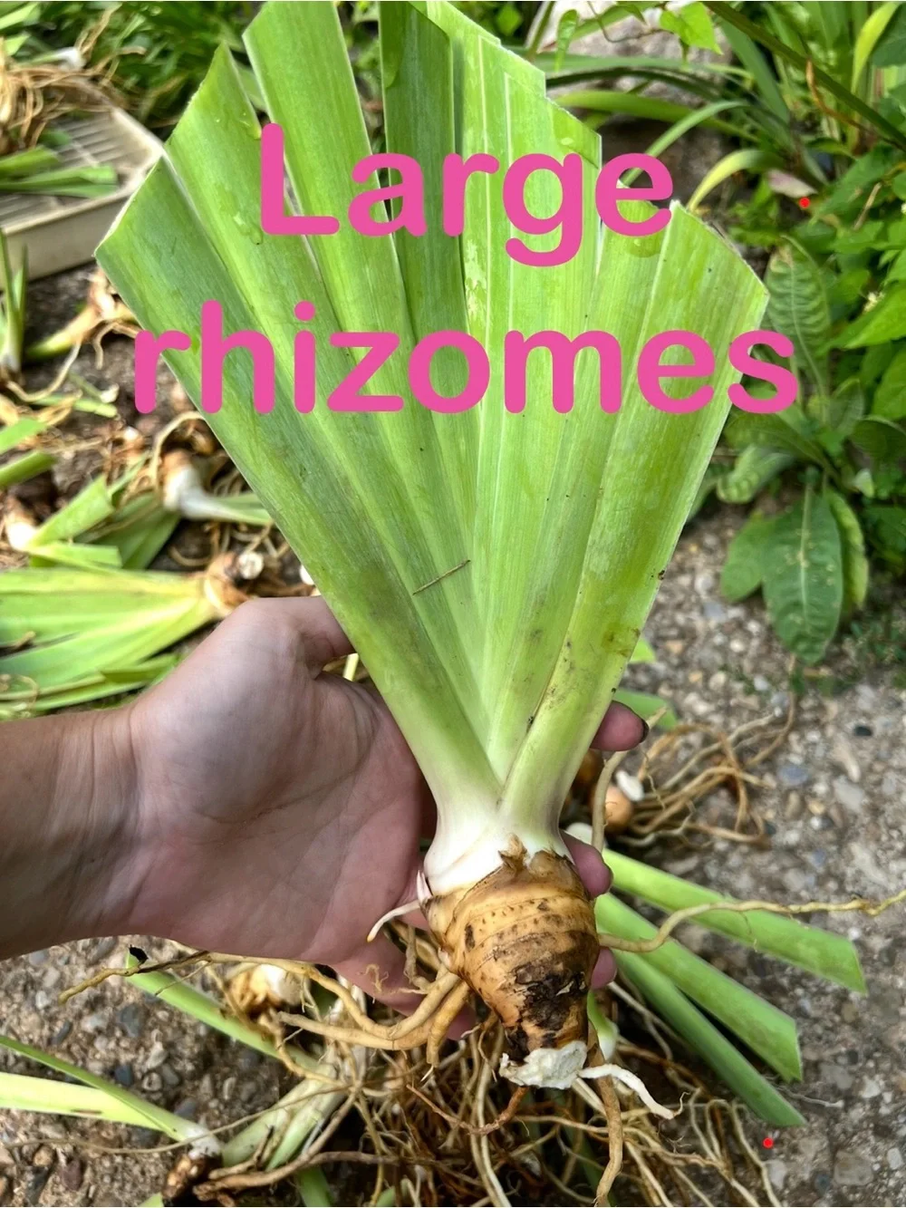 N/A rhizomes ruby